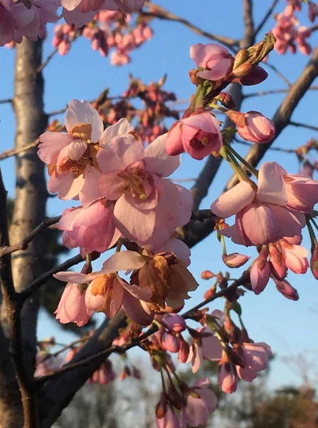 Rosa Primavera Sakura Flores Fondo Del Cielo —  Fotos de Stock
