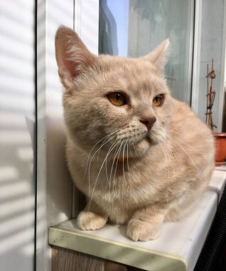 Evcil bir İngiliz krem rengi kedinin portresi. 