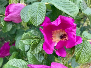 Pembe gül çiçeği ve içinde bir arı var. 