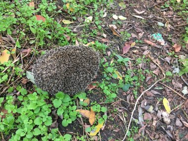 Bahar çimenlerinde parkta yürüyüş yapan kirpi. 
