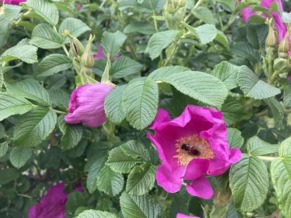 Rosa Rosa Canina Fiore Con Ape All Interno Della Primavera — Foto Stock