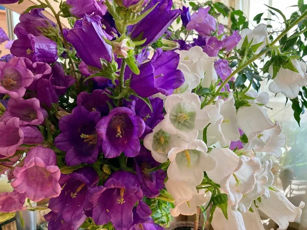 Multicolored Flowers Lush Beautiful Bouquet Summer Close — Foto Stock
