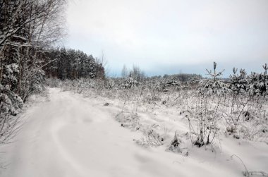 Kış manzarası ve karla kaplı orman 