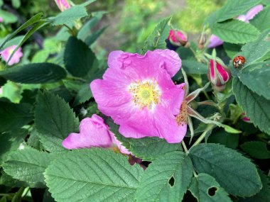 Yaz mevsiminde yeşil yaprakların arasında taze pembe bir çiçek. 