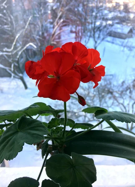 Jasnoczerwony Dom Roślina Geranium Kwiat Oknie Tle Zimowego Krajobrazu Zbliżenie — Zdjęcie stockowe