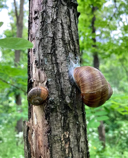 Two Snails Tree Trunk Spring Forest Close — Fotografia de Stock