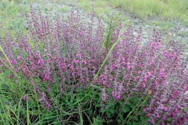 Yazın açan dağ lavantası çalısı 