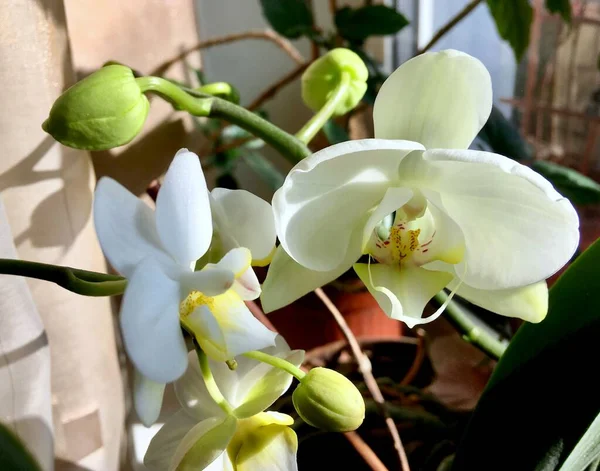Świeże Białe Kwiaty Orchidei Oknie Słońcu Zbliżenie — Zdjęcie stockowe