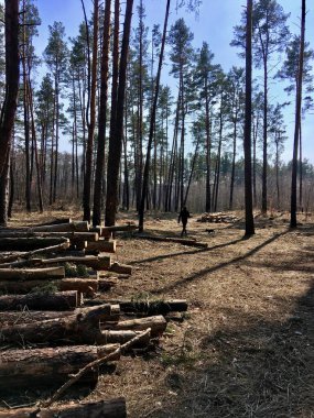 Yaz mevsiminde bahar manzarası ve güneş ışığında ağaçlar 