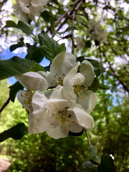 Rama Árbol Floreciente Primavera Con Flores Blancas Cerca — Foto de Stock