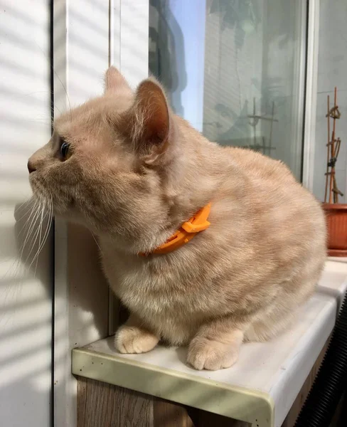 Britische Cremefarbene Katze Sitzt Fenster Des Hauses — Stockfoto