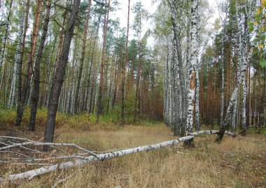 Sonbaharda devrilmiş bir ağaçla orman manzarası 