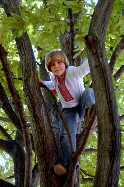 Хлопчик Української Вишивки Дереві Влітку — стокове фото