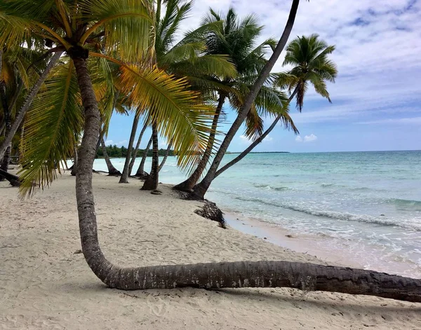 Тропічний Пейзаж Пальмами Пляжі Біля Океану Острові — стокове фото