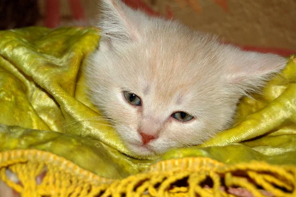 家中一只白色绒毛小猫咪的肖像 — 图库照片