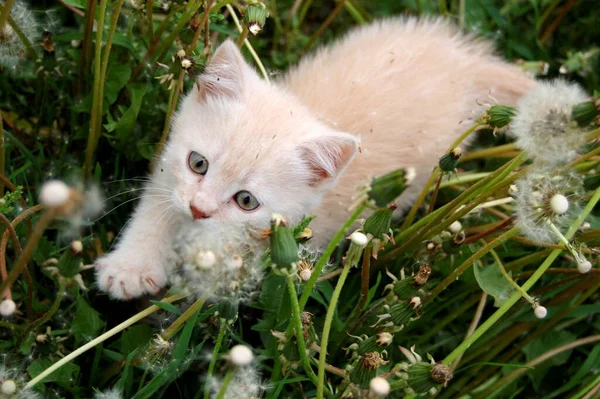 Pequeno Gatinho Fofo Andando Natureza Verão Grama Com Dentes Leão — Fotografia de Stock