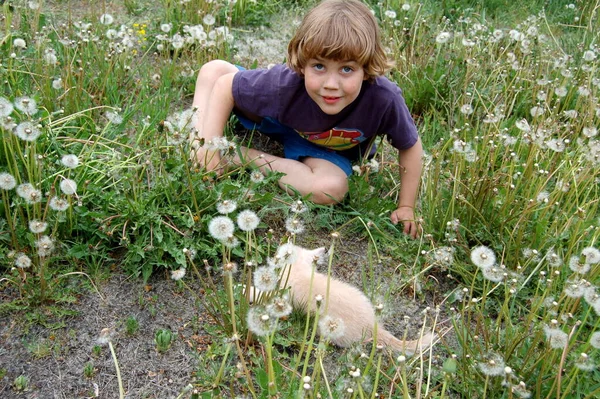 Дитячий Хлопчик Грає Маленьким Кошеням Природі Влітку — стокове фото