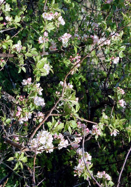 Arbre Printemps Fleurs Dans Parc — Photo