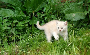 Küçük beyaz tüylü kedi yavrusu yazın doğada yürüyor.