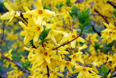 Parkta parlak sarı bahar çiçekleri. Yakın plan.