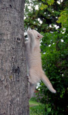 Küçük beyaz tüylü kedi yavrusu ağaç gövdesine tırmanıyor.