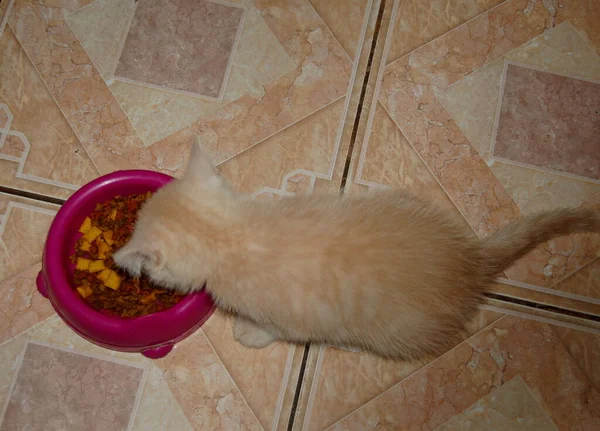 Piccolo Gattino Mangia Cibo Casa — Foto Stock