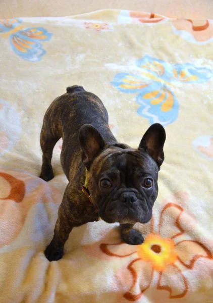 French bulldog dog portrait at home