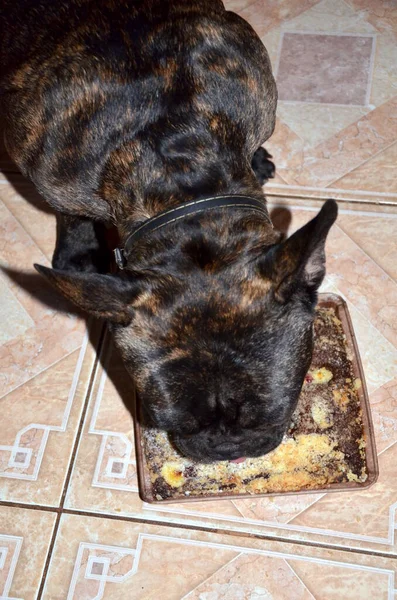 Dog french bulldog eating pie at home