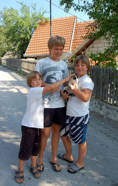 Portrait Children Boys Brothers Kitten Outdoors Summer — Stockfoto