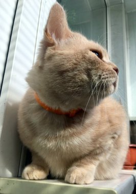 Penceredeki İngiliz kedi portresi