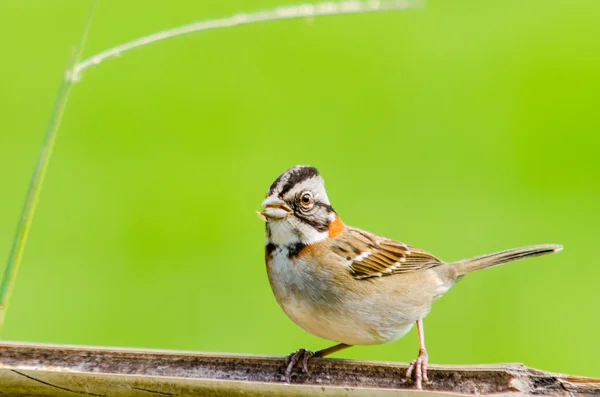 Tico Tico Zonotrichia capensis Little brazilian bird — Stock Photo, Image