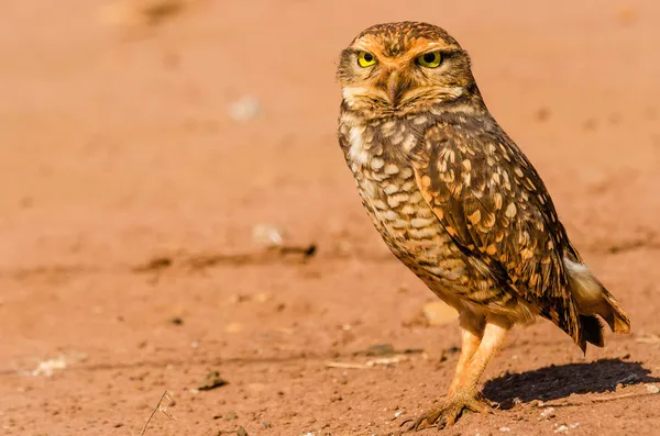 Un hermoso búho en el desierto. Este búho hace agujeros en el suelo y deja cazando pequeños animales como insectos y ratas. . —  Fotos de Stock