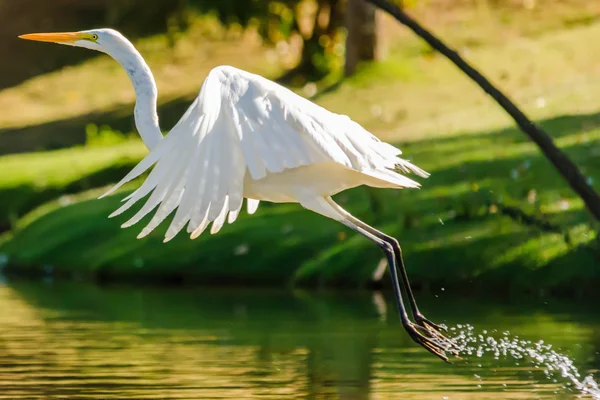 Une aigrette blanche décolle sur un lac — Photo