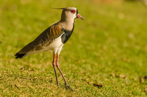 El lapwing sur es un vadeo en el orden Charadriiformes. Es un residente común y generalizado en toda América del Sur — Foto de Stock