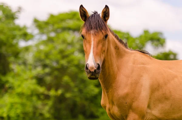 Cavallo Marrone che guarda direttamente al falografo, con sfondo verde . Immagini Stock Royalty Free