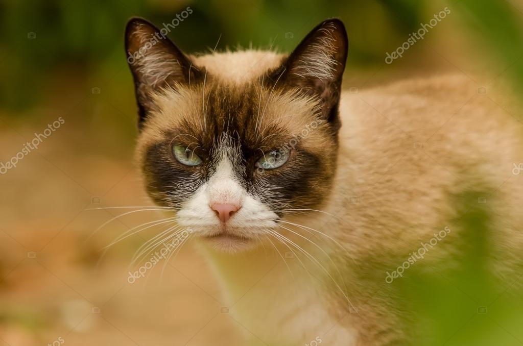 Gatto Con Bel Viso E Gli Occhi Cattivi Look Foto Stock Carlos