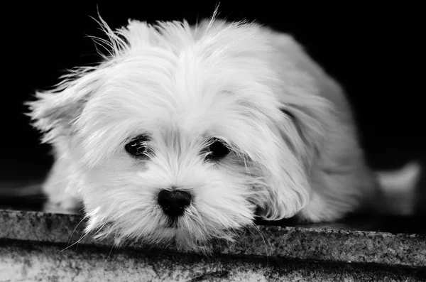 Lhasa Apso resting in a black and whito photo staring to the photographer — Stock Photo, Image