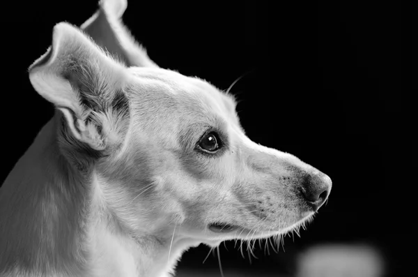 White dog mutt with a beautiful profile — Stock Photo, Image