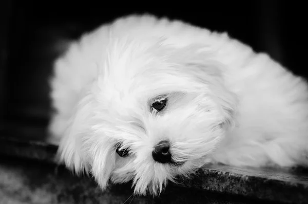 Lhasa Apso descansando em uma foto em preto e branco olhando para o fotógrafo — Fotografia de Stock