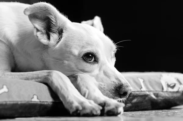 Bastardo cane bianco con un bel profilo Fotografia Stock
