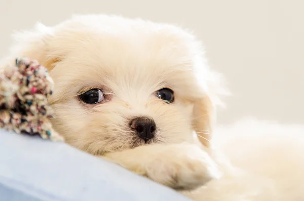 Fyrtiofem dagar lhasa apso leker med en leksak — Stockfoto