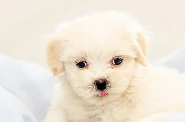 Vijfenveertig dagen lhasa apso spelen met speelgoed — Stockfoto