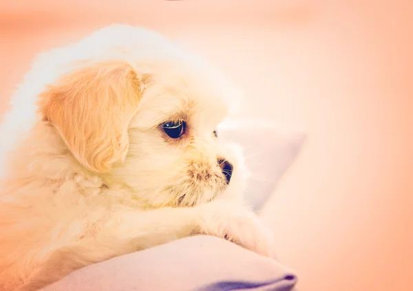 Vijfenveertig dagen lhasa apso spelen met speelgoed — Stockfoto