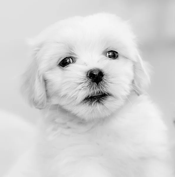 Fyrtiofem dagar lhasa apso leker med en leksak — Stockfoto