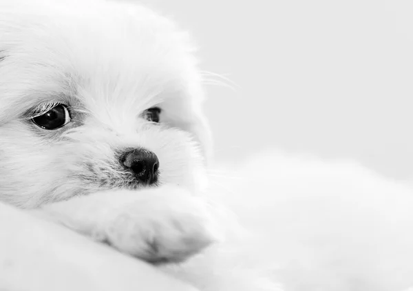 45 일 lhasa apso 장난감을가지고 놀고 — 스톡 사진