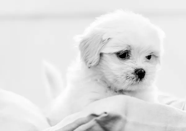 Vijfenveertig dagen lhasa apso spelen met speelgoed — Stockfoto