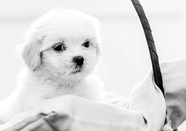 Fyrtiofem dagar lhasa apso leker med en leksak — Stockfoto