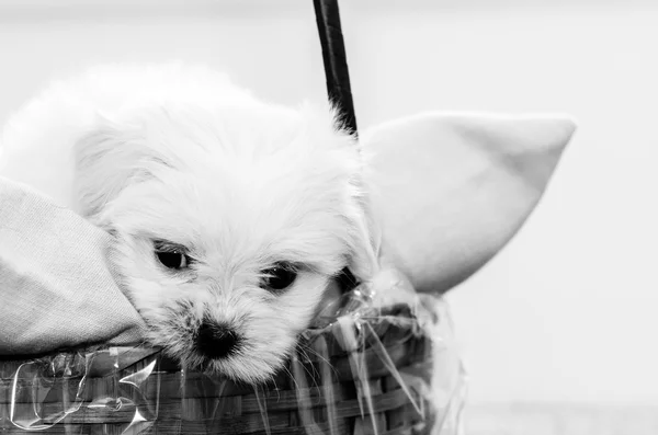 Quarenta e cinco dias Lhasa Apso brincando com um brinquedo — Fotografia de Stock