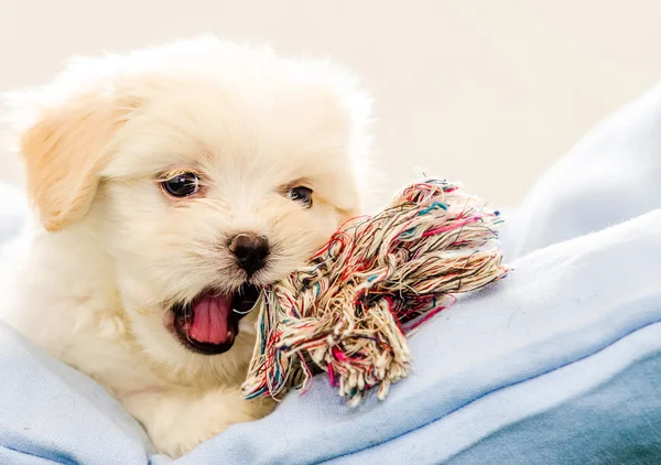 Quarantacinque giorni Lhasa Apso gioca con un giocattolo Immagine Stock