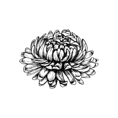 Yapraklı kasımpatı çiçeği. Siyah illüstrasyon üreten vintage vektör.